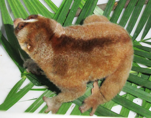 The Wildlife Authority Confiscates a Slow Loris in Medan, Sumatra (January 30, 017)